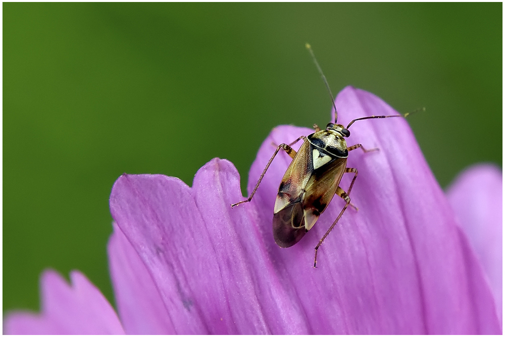 Punaise, Lygus sp.