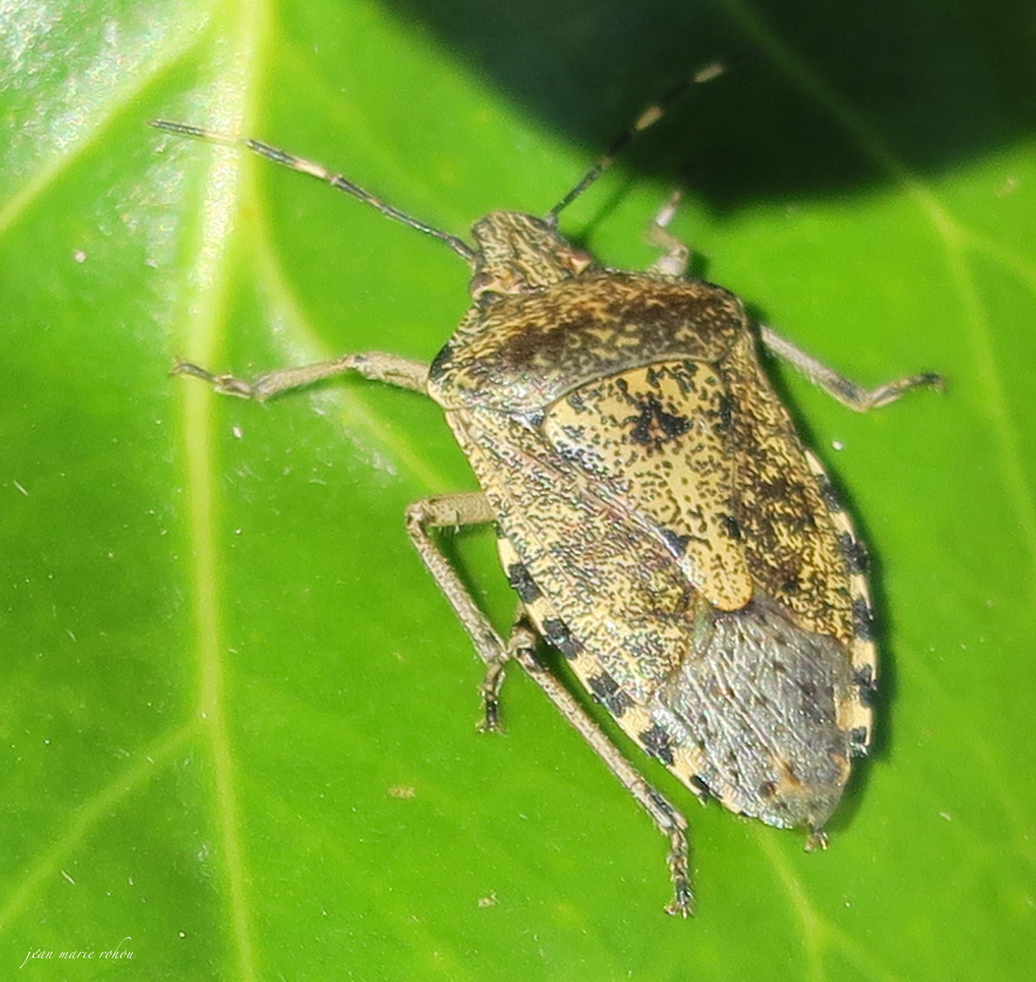 Punaise nébuleuse- Rhaphigaster nebulosa