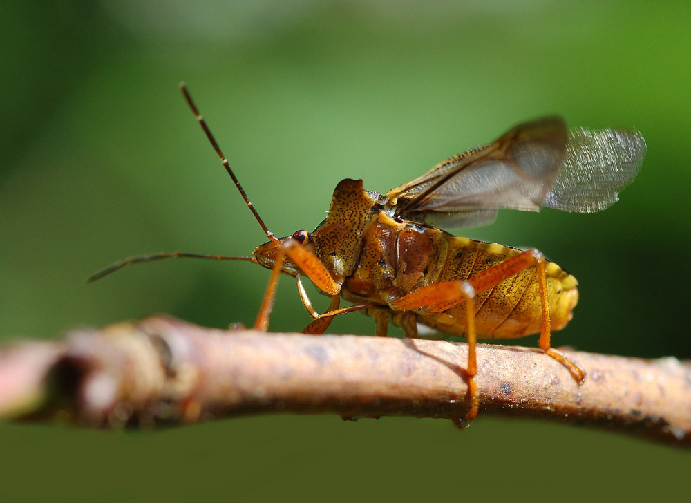 Punaise Pentatoma rufipes (2) Hémiptères.