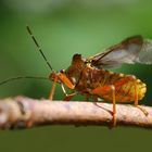 Punaise Pentatoma rufipes (2) Hémiptères.