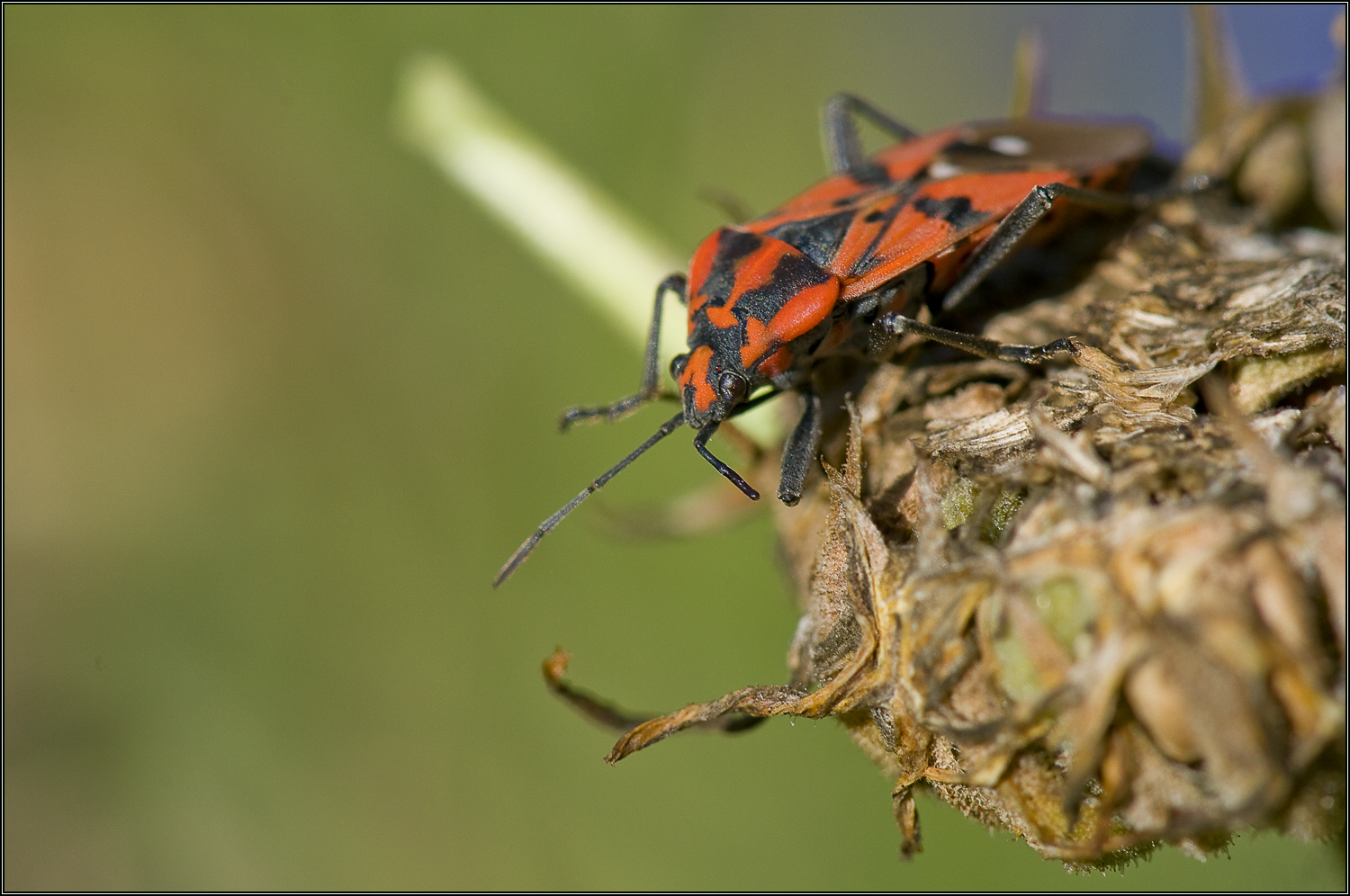 Punaise Rouge Photo Et Image Macro Nature Macro Insectes Nature Images Fotocommunity