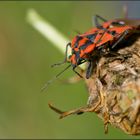 Punaise rouge