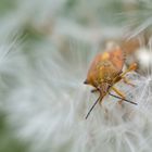 Punaise sur fleurs de pissenlit