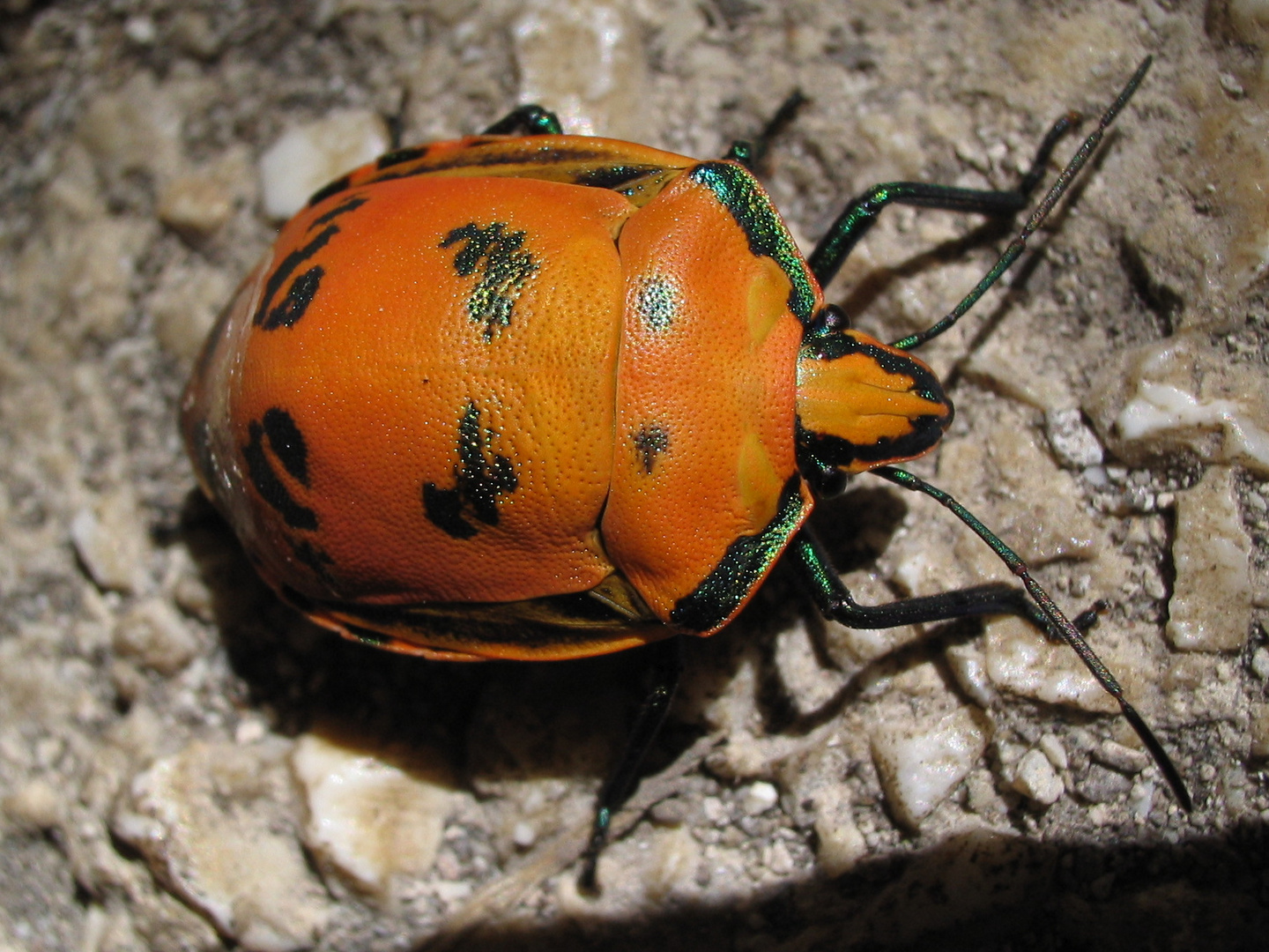 Punaise (Tectocoris diophthalmus)