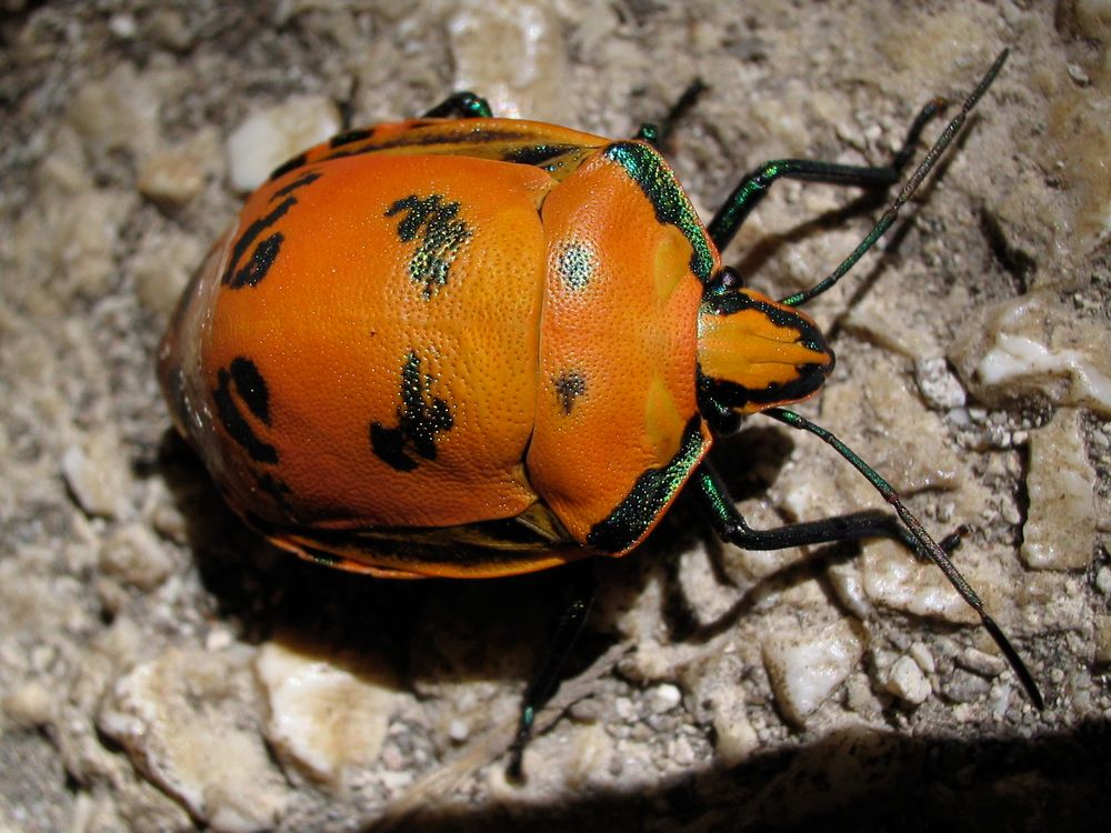 Punaise (Tectocoris diophthalmus)