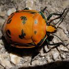 Punaise (Tectocoris diophthalmus)