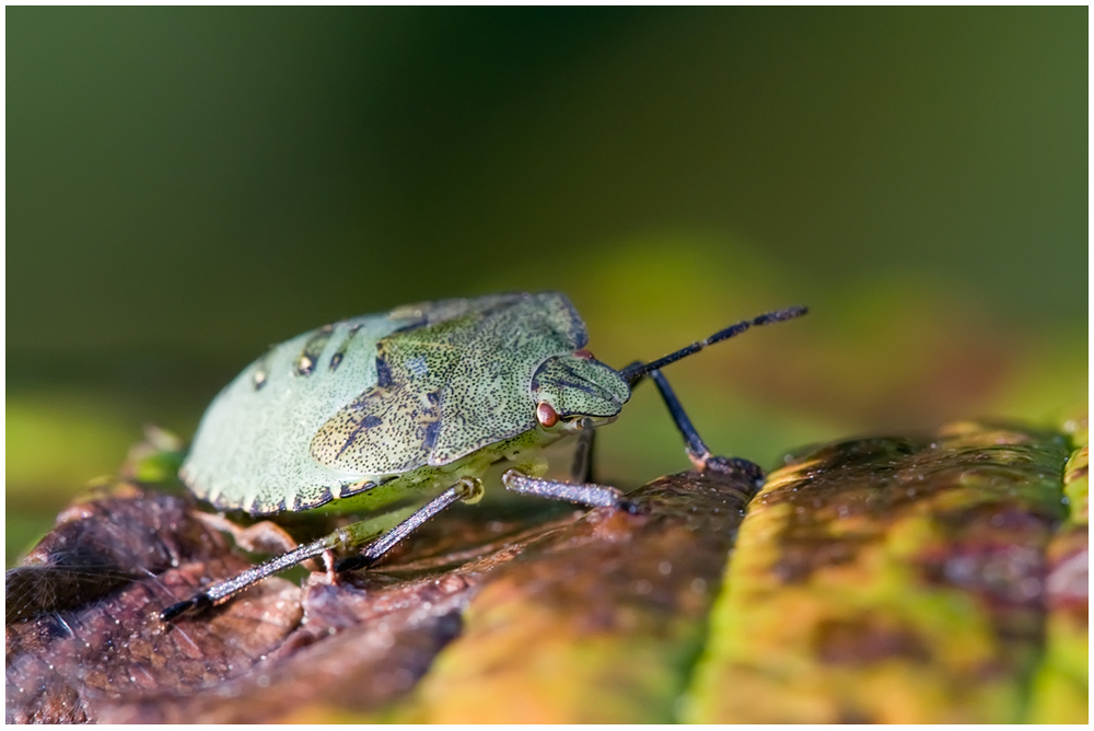 Punaise verte 2 (Palomena sp.)