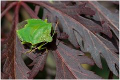 Punaise verte 3 (Palomena sp.)