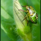 Punaise verte à un stade larvaire (2)