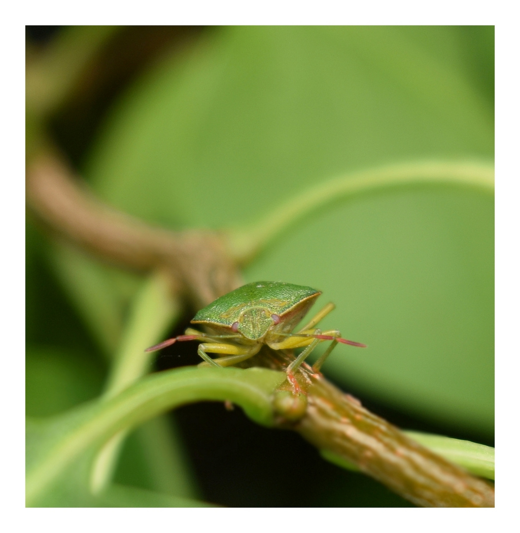 punaise verte