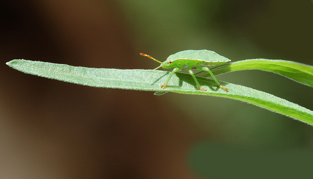 Punaise verte juvénile (Palomena prasina)-Hémiptères.