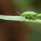 Punaise verte juvénile (Palomena prasina)-Hémiptères.