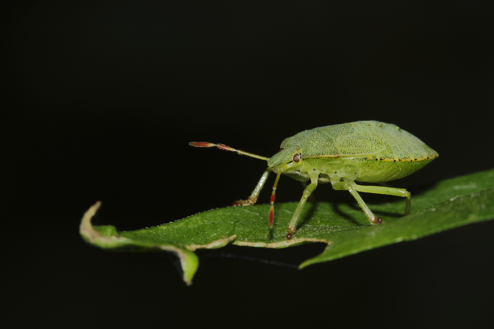 Punaise verte ( palomena prasina )