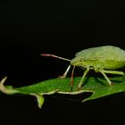 Punaise verte ( palomena prasina )