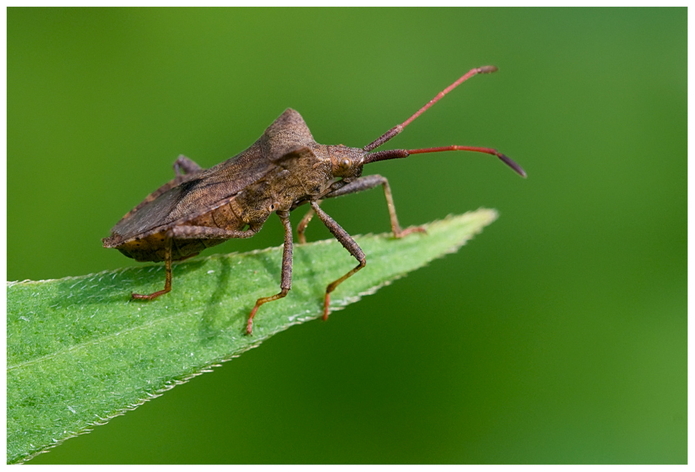 Punaise_03 (Coreus marginatus)