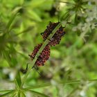 punaises arlequin