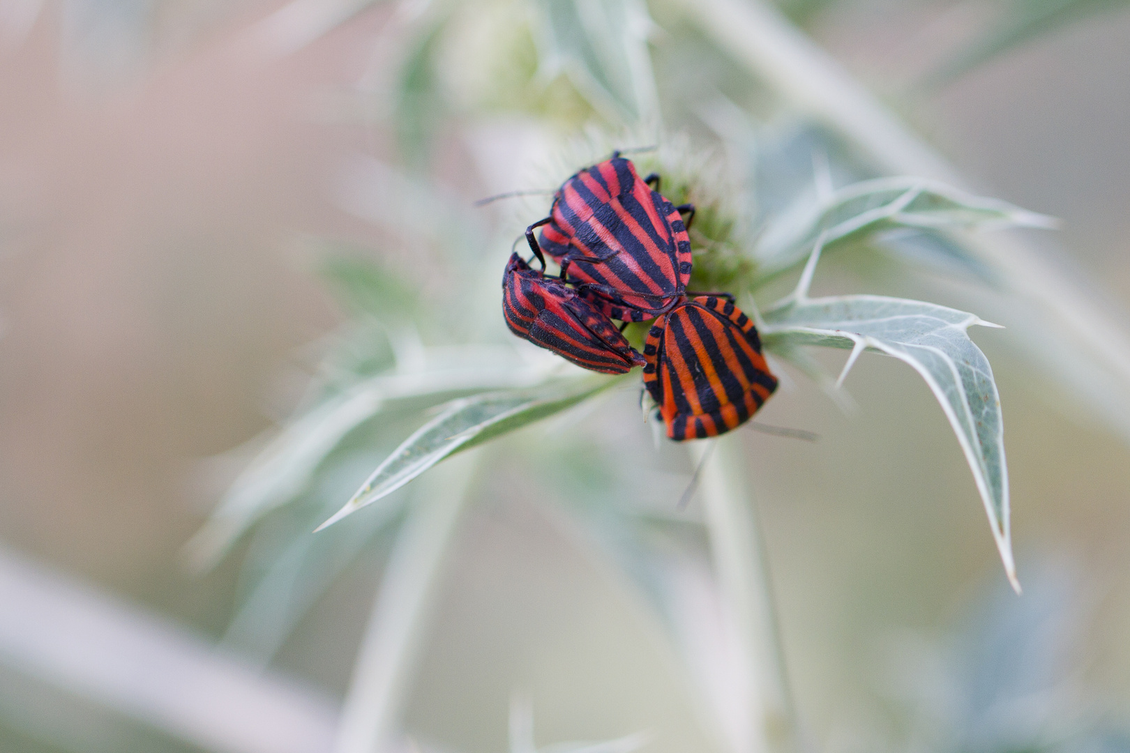 Punaises arlequin