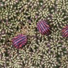 Punaises Arlequins - Graphosoma lineatum