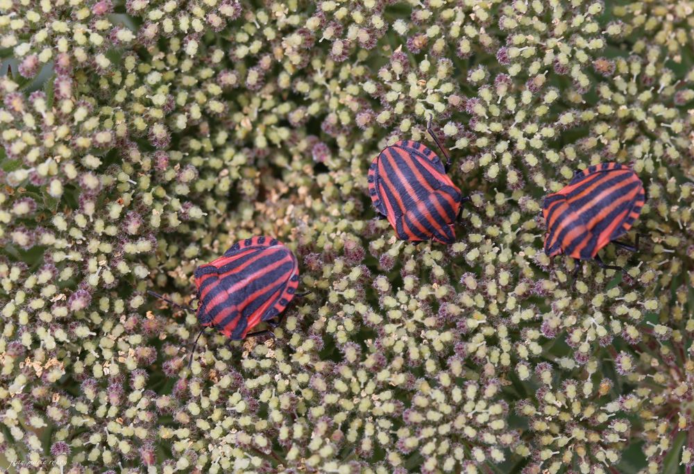 Punaises Arlequins - Graphosoma lineatum