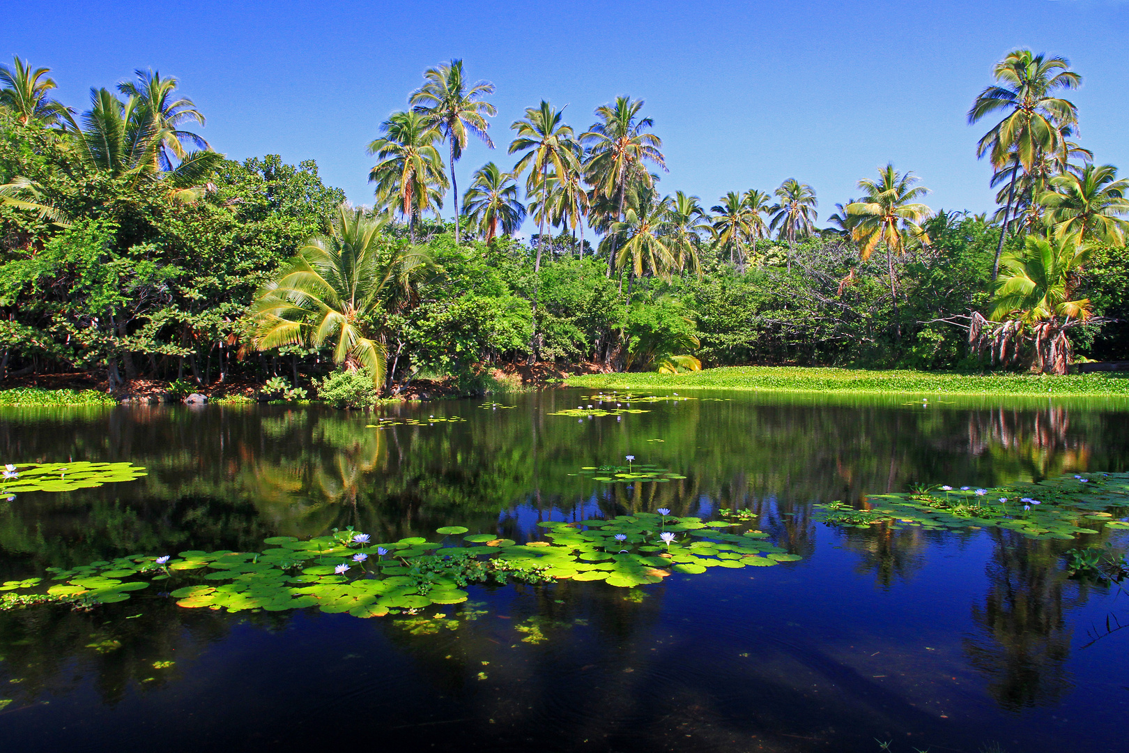 Punalu`u Lagune, Big Island, Hawaii