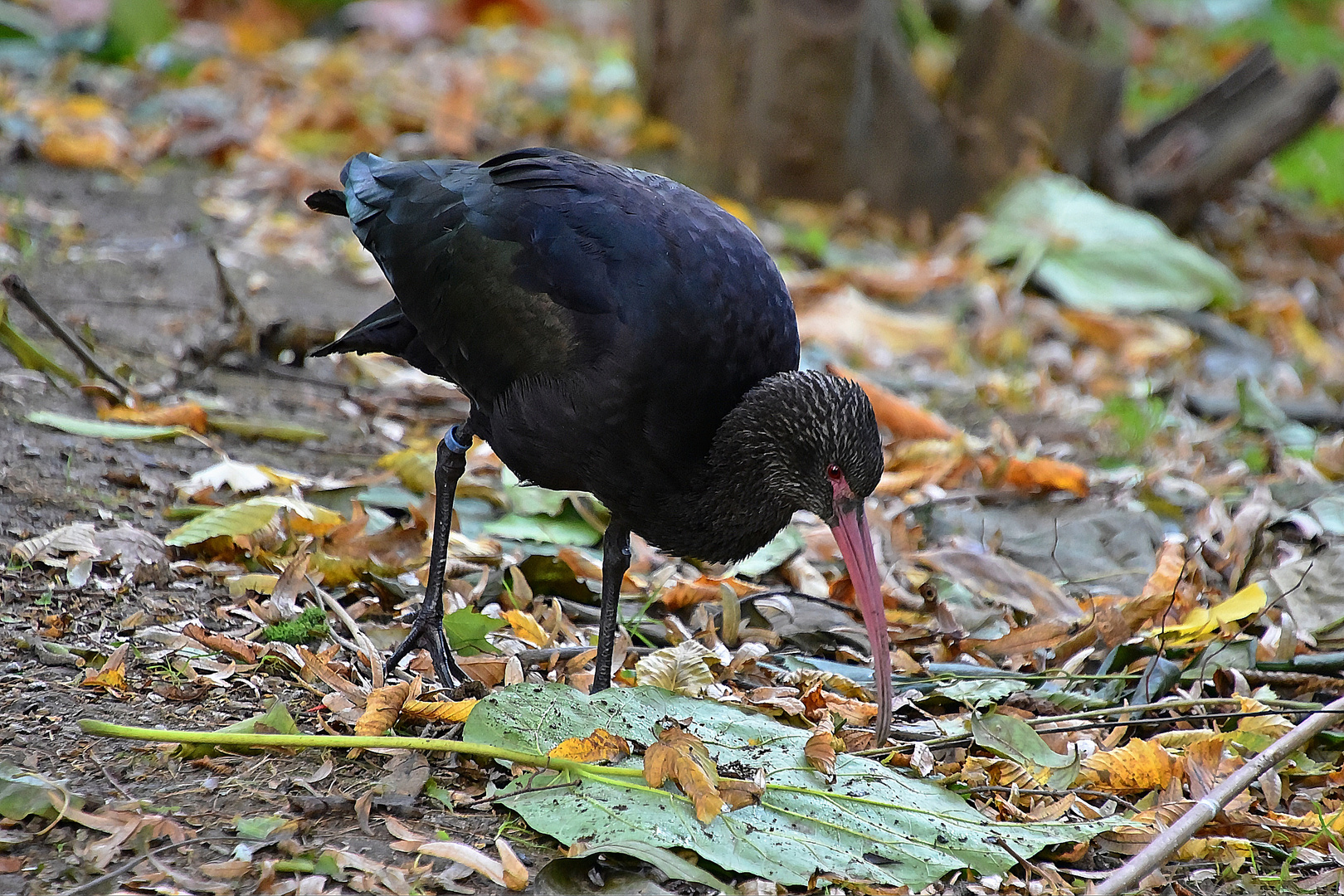 Punasichler (Plegadis ridgwayi)