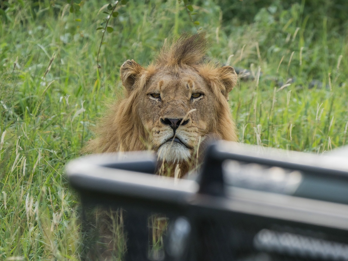 Pungwe Bush Camp - on game drive.... Nr. 3 der Avoca males