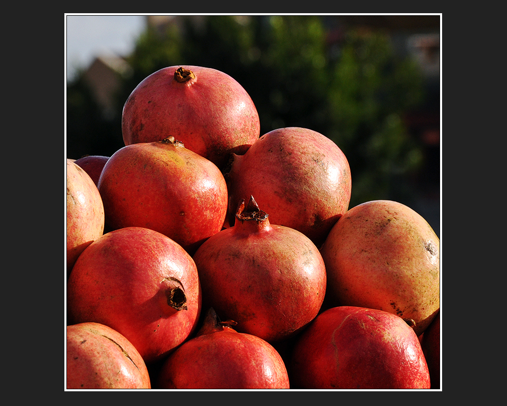 Punica granatum