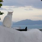 Punische Katze beim Nachdenken über die Vergänglichkeit Karthagos