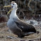 Punk Albatross