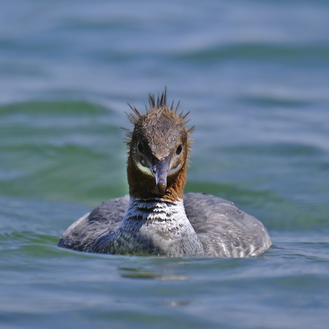 Punk am Wasser (4-7387-3 1x1)