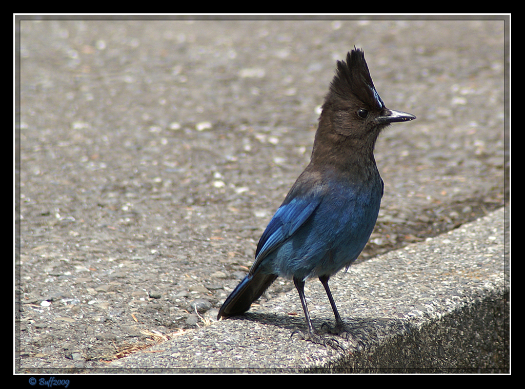 Punk Bird