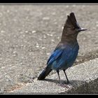 Punk Bird