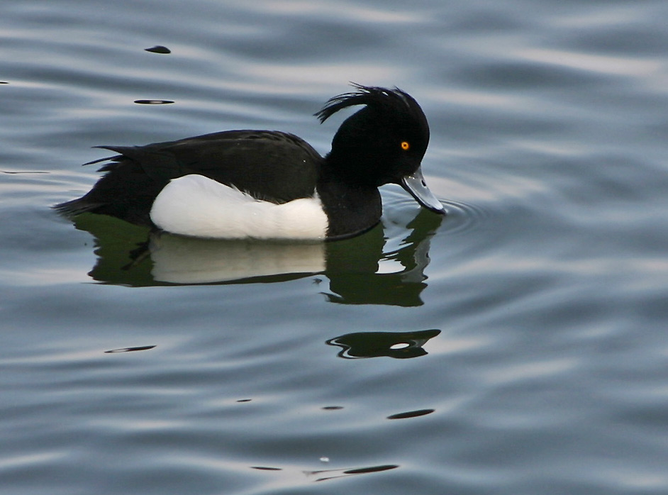 Punk-Duck