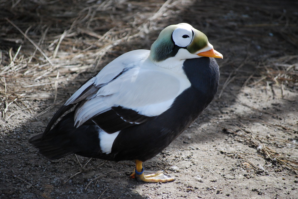 Punk-Ente