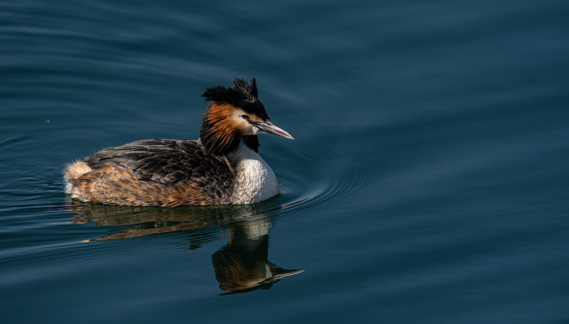 Punk Ente