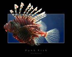 Punk Fish