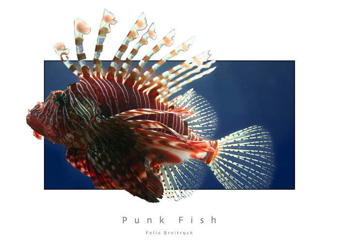 Punk Fish