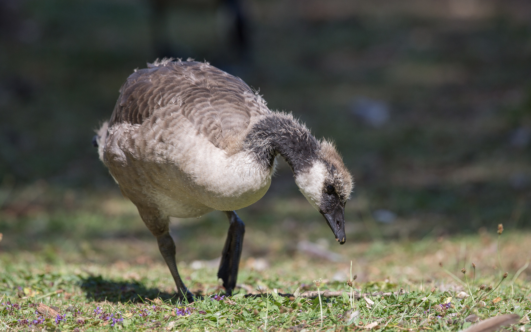 Punk-Gans