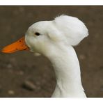 punk goose