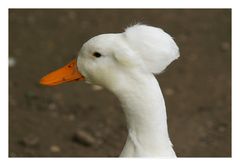 punk goose