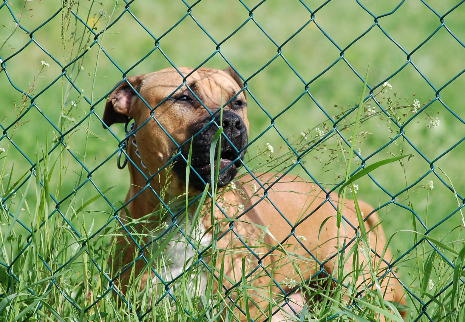 Punk hinter Gittern