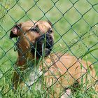 Punk hinter Gittern