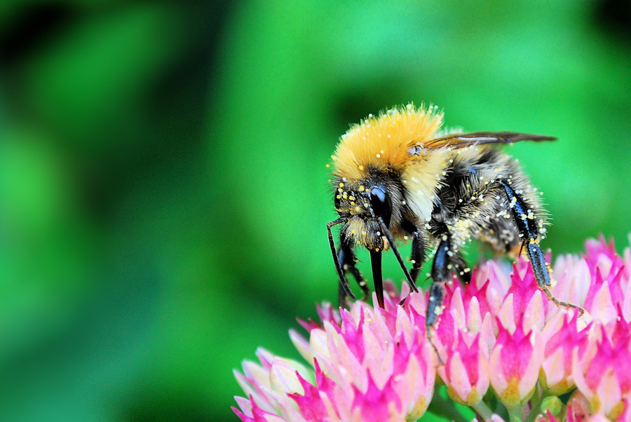 Punk - Hummel mit Iro