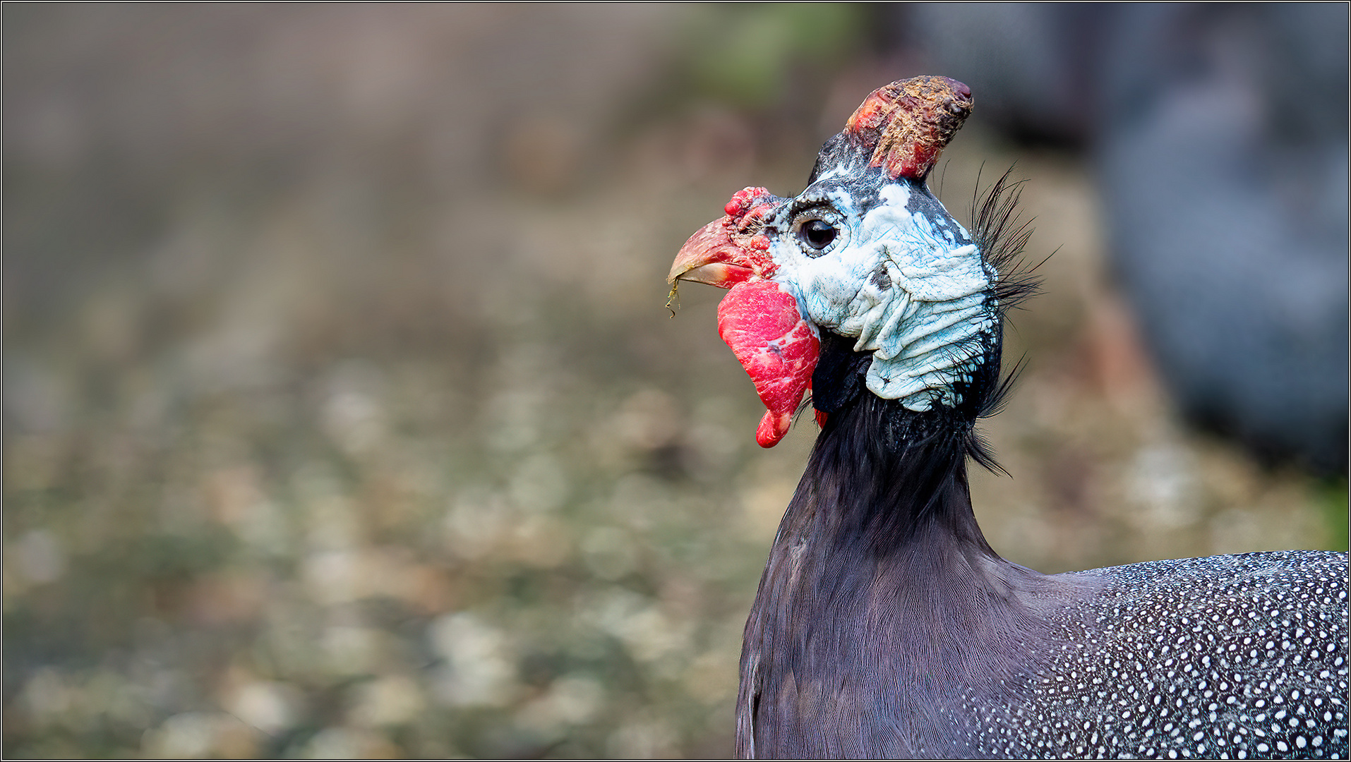 Punk mit Perlen