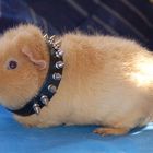 Punk-Schwein