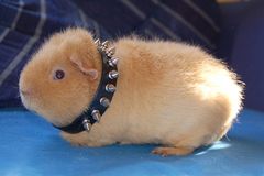 Punk-Schwein