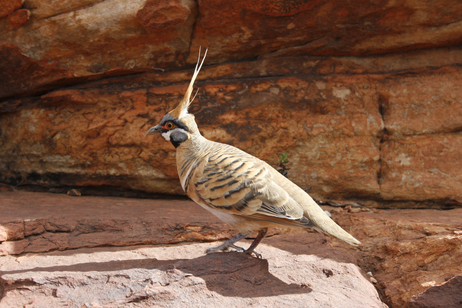 "Punk"-Taube, hier eine aus dem Kings Canyon