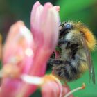 Punker im Garten