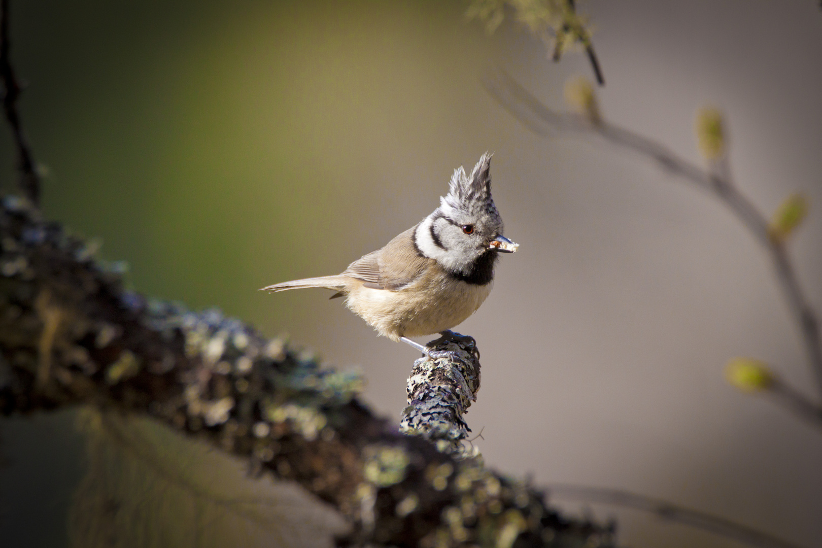 Punker im Wald