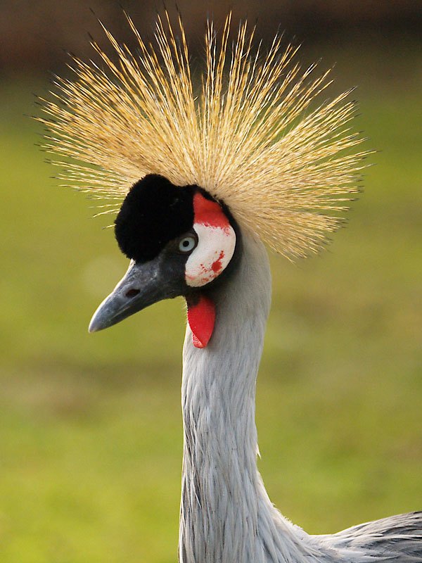 Punker im Zoo